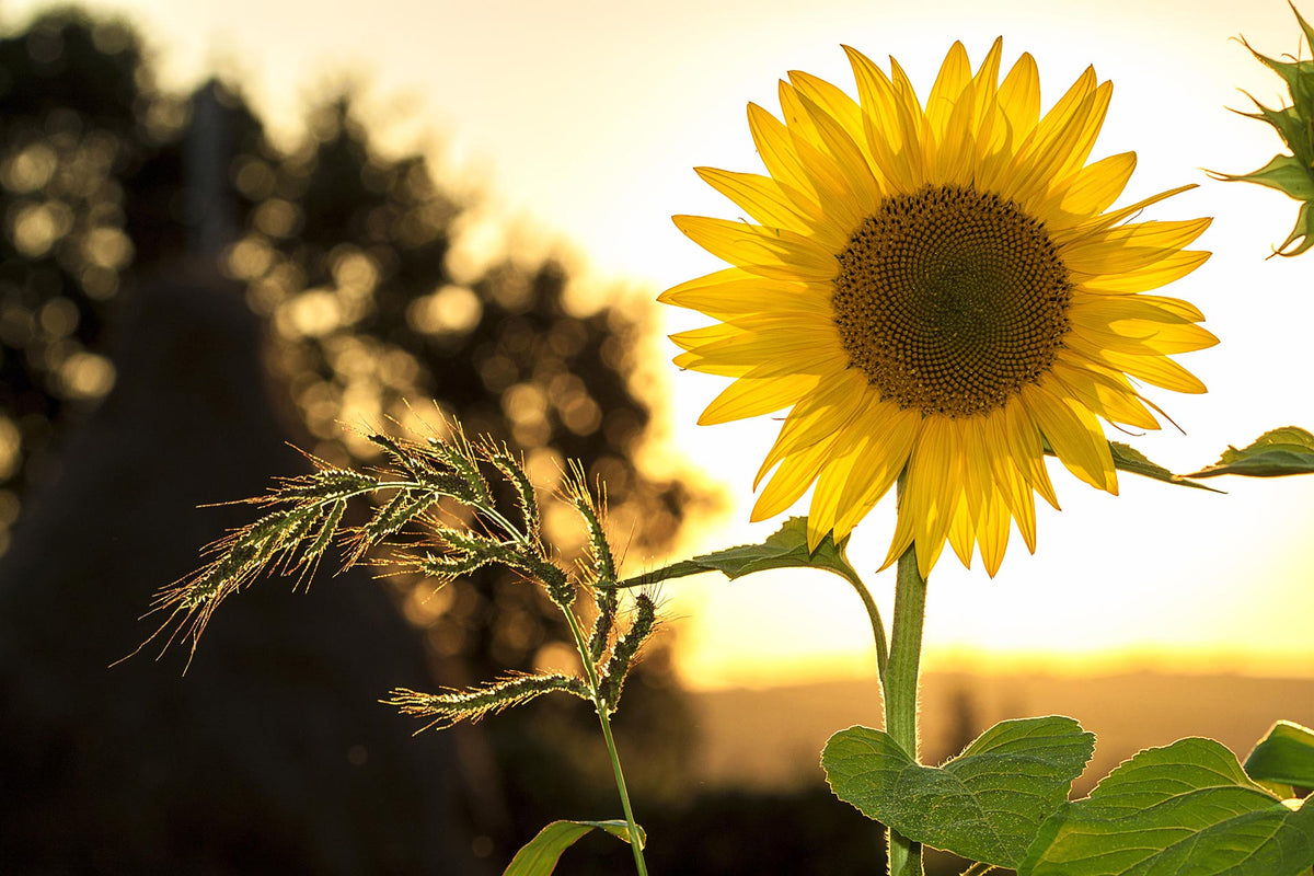 Organic… What does it really mean?