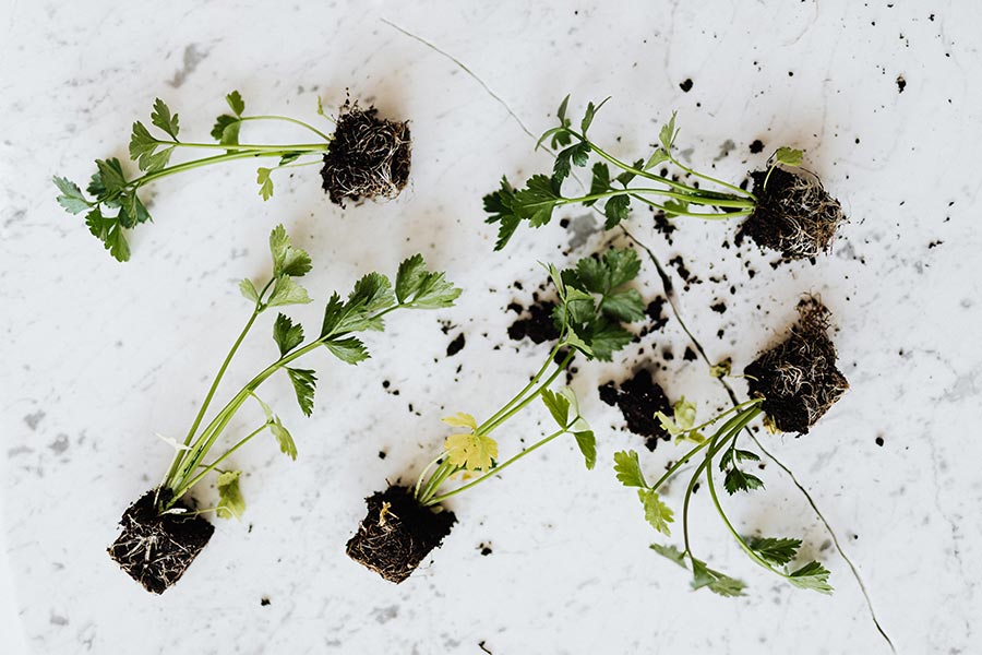 Organic Herbs Spices